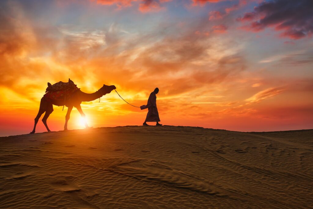 Indian cameleer camel driver with camel silhouettes in dunes on sunset. Jaisalmer, Rajasthan, India