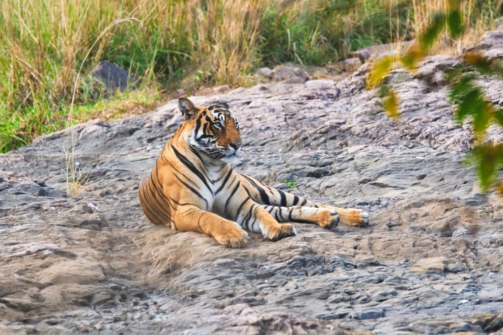 Beautiful Royal Bengal Tiger resting in Ranthambore National Park, Rajasthan, India