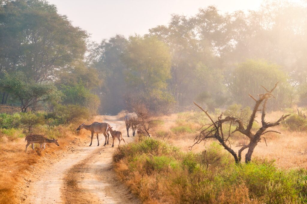 Families of blue bull nilgai and spotted deers in Ranthambore National park. Rajasthan, India