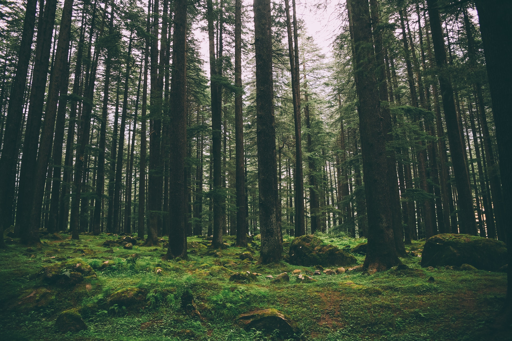 beautiful majestic trees and moss growing in Indian Himalayas, Manali