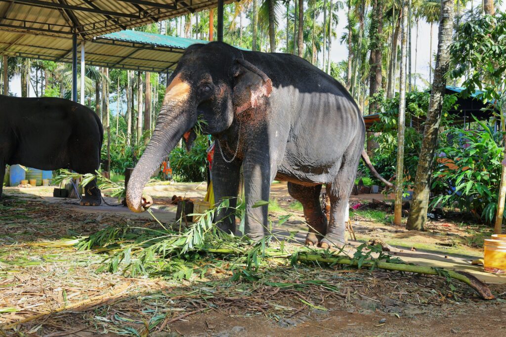 Elephants in Munnar, Kerala, India