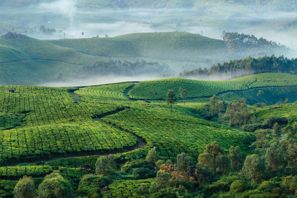 Munnar tea plantations with fog in the early morning at sunrise. Kerala, India