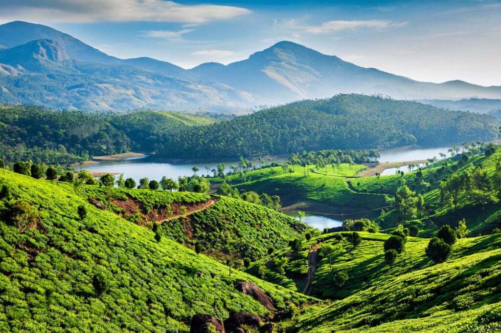 Tea plantations and river in hills. Kerala, India