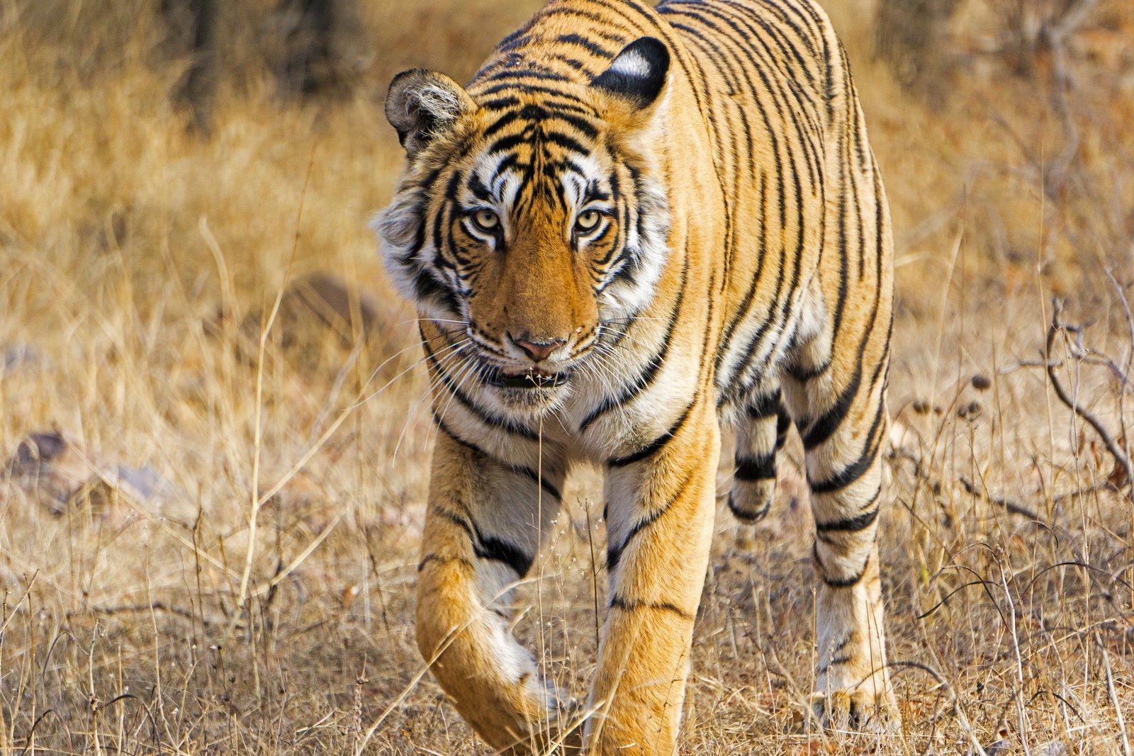 Adult Tiger Walking In the Wild