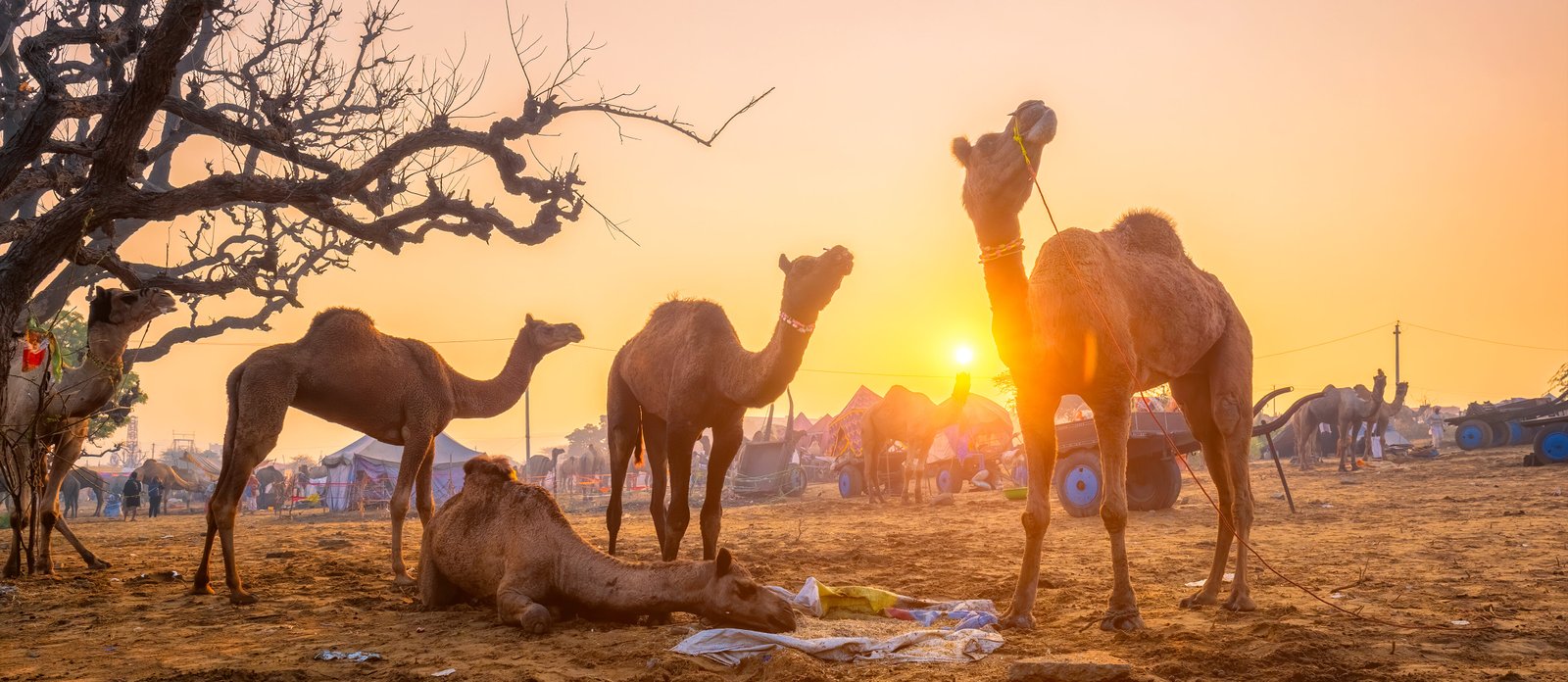 Pushkar mela camel fair festival in field eating chewing at sunset. Pushkar, Rajasthan, India