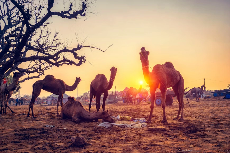 Jaisalmer Sightseeing Tour